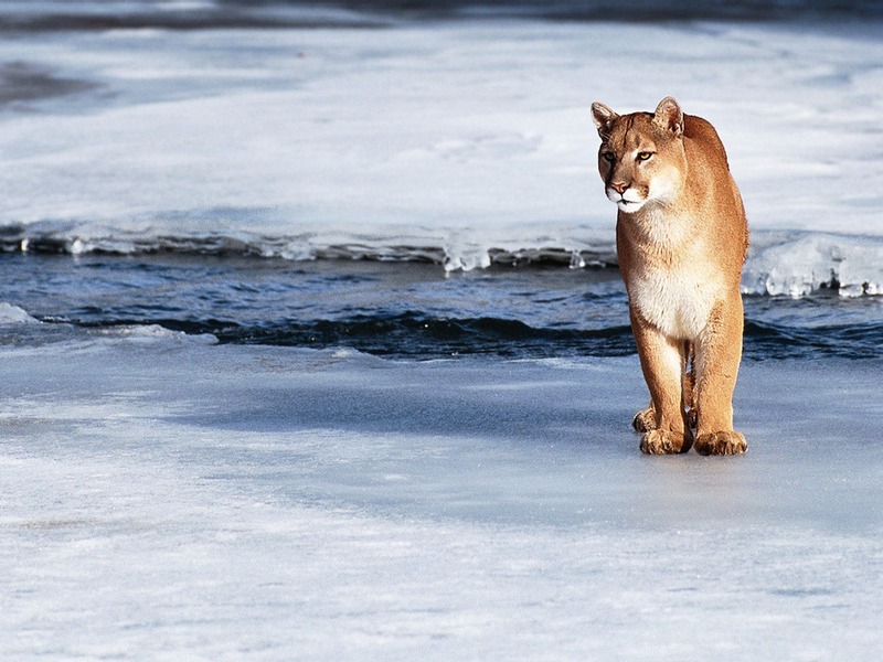 ST-CATS001@Cougar by Icy Stream.jpg