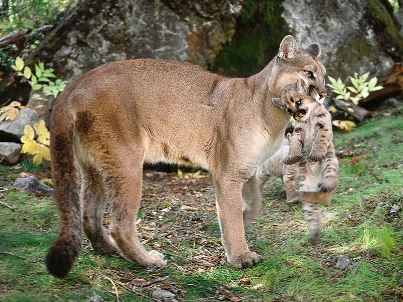 ST-CATS001@Cougar Carrying Cub.jpg