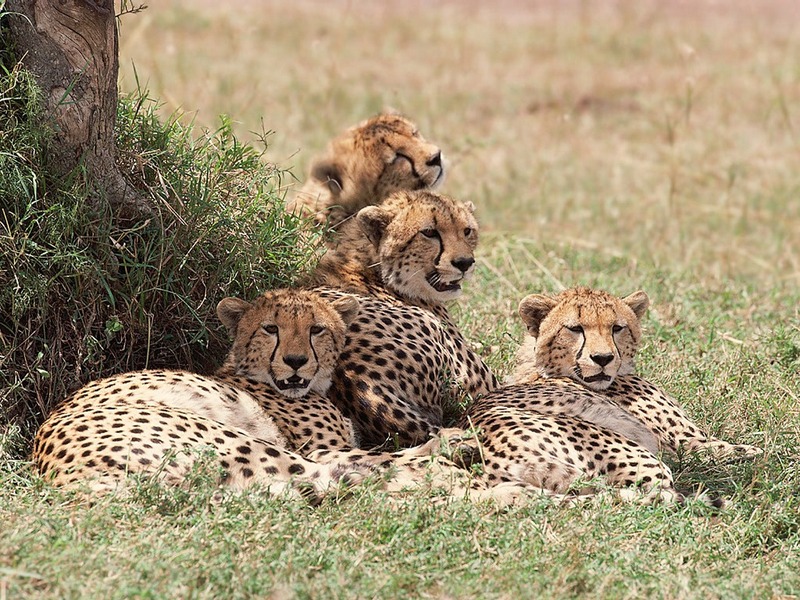 ST-CATS001@Group of Cheetahs.jpg