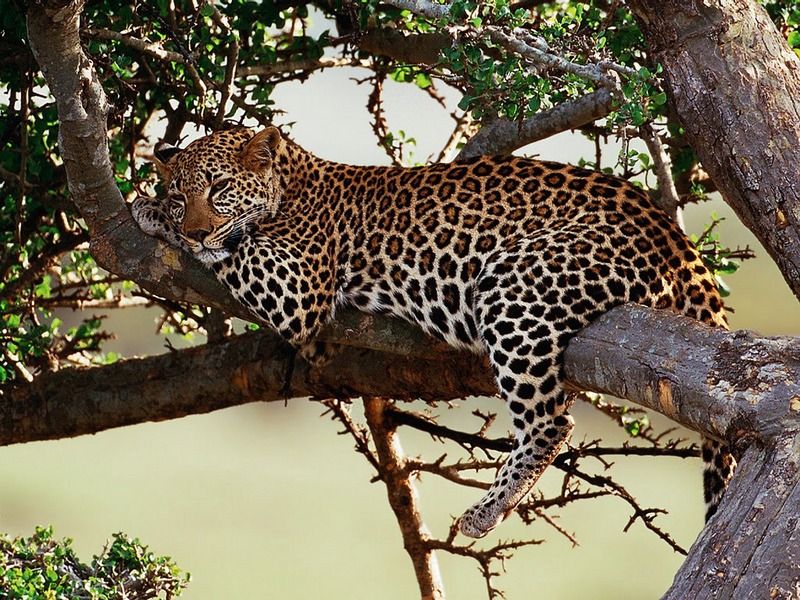 ST-CATS001@Leopard in Tree.jpg