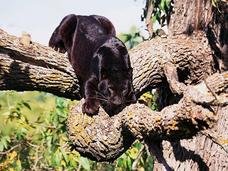 ST-CATS001@Panther in Tree.jpg