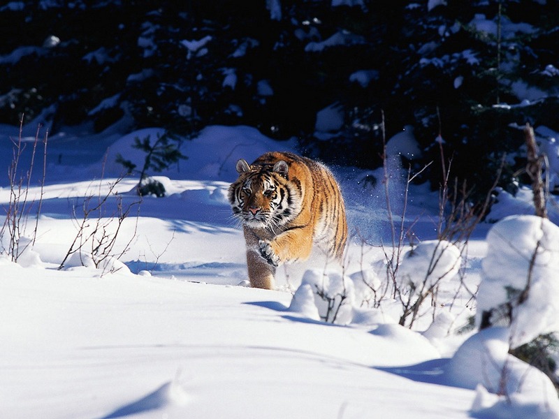 ST-CATS001@Siberian Tiger.jpg