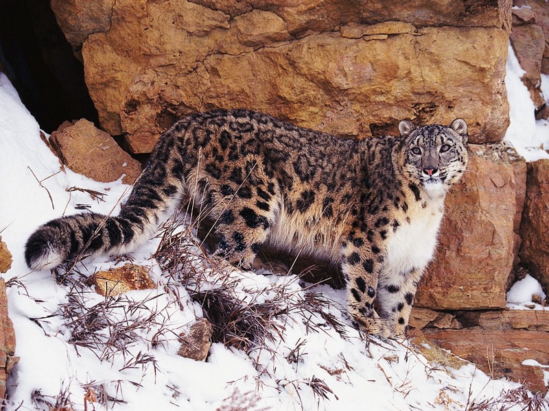 ST-CATS001@Snow Leopard.jpg