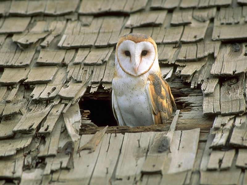ST-PREY001@Barn Owl in Roof Hole.jpg