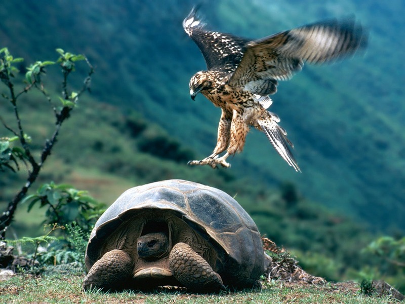ST-PREY001@Galapagos Hawk & Giant Turtle.jpg