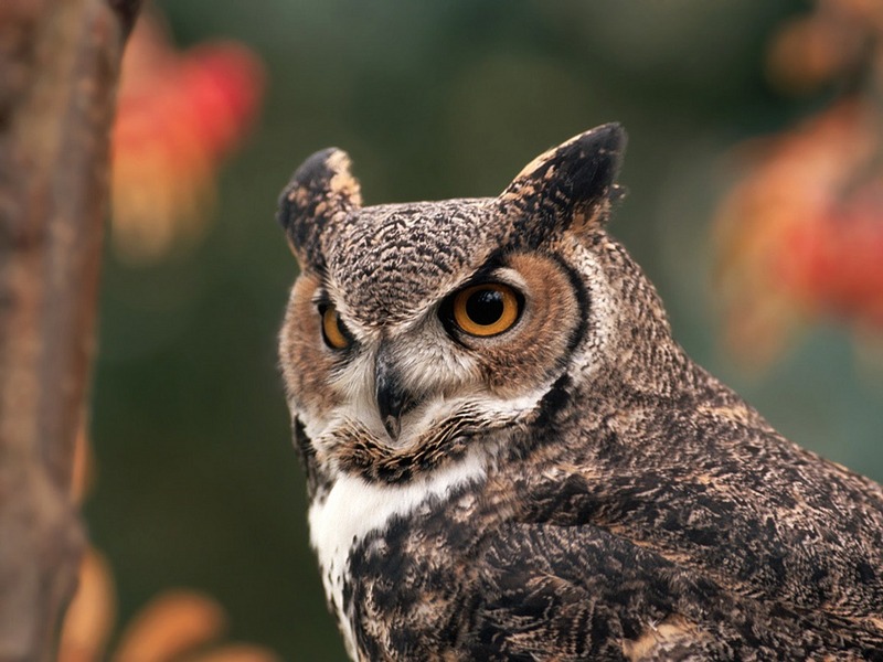 ST-PREY001@Great Horned Owl.jpg