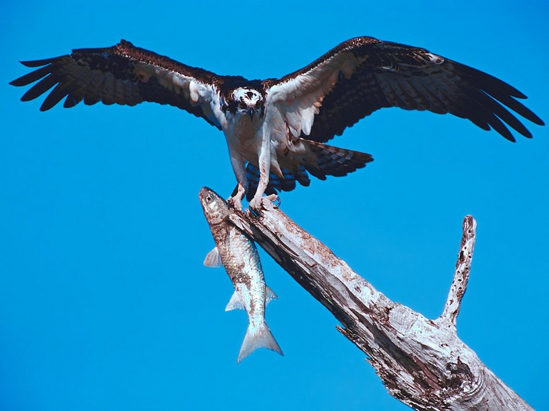 ST-PREY001@Osprey with Fish.jpg