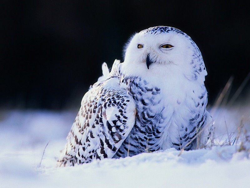 ST-PREY001@Snowy Owl.jpg