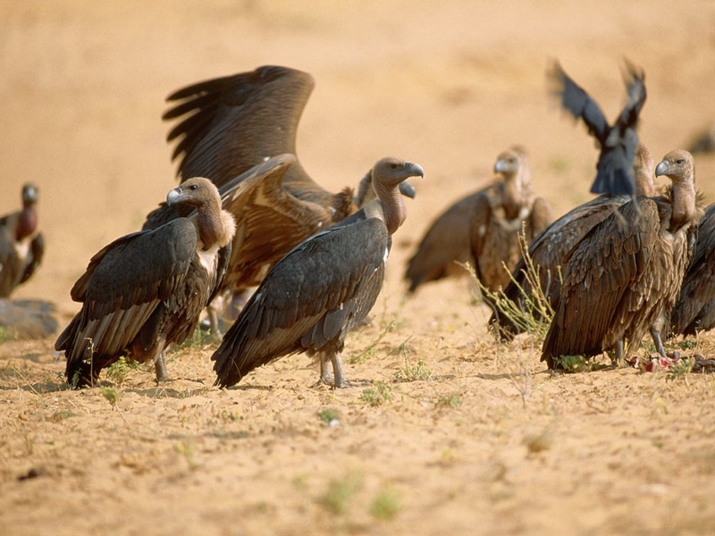 ST-PREY001@Vultures in Pushkar.jpg