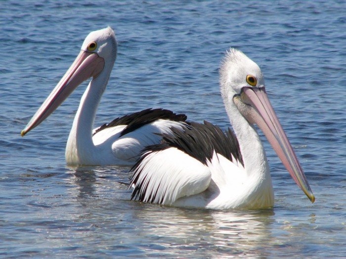 pelican pair.jpg
