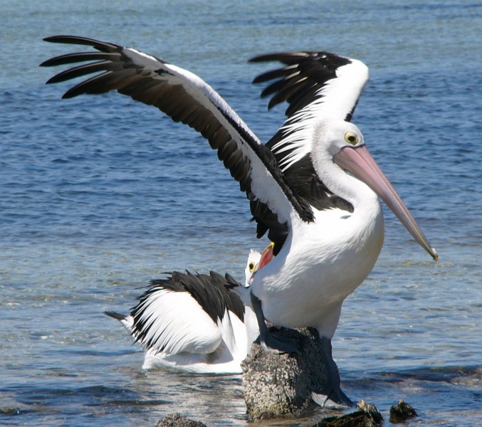 pelican peck.jpg