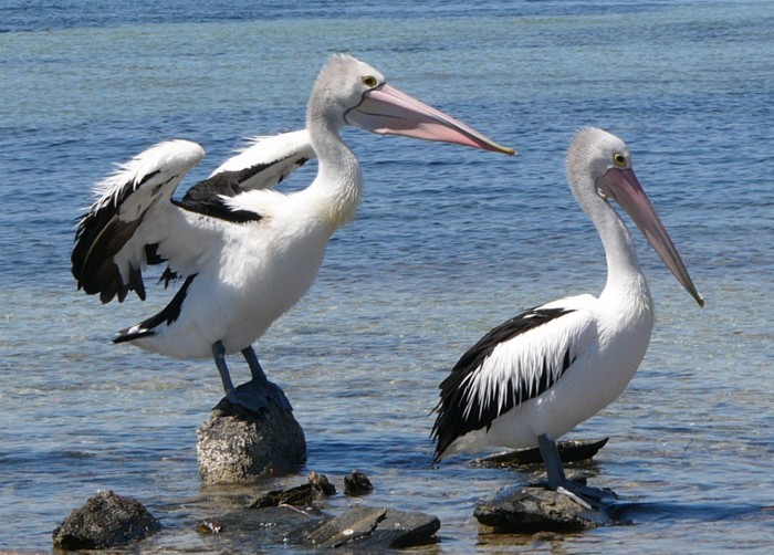 pelican shake.jpg
