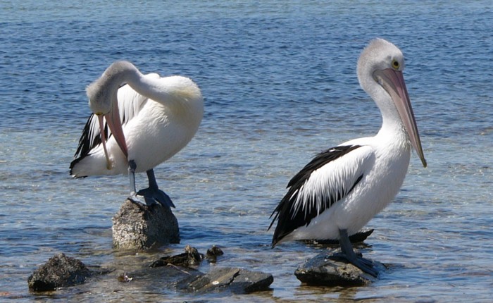 pelican itch.jpg