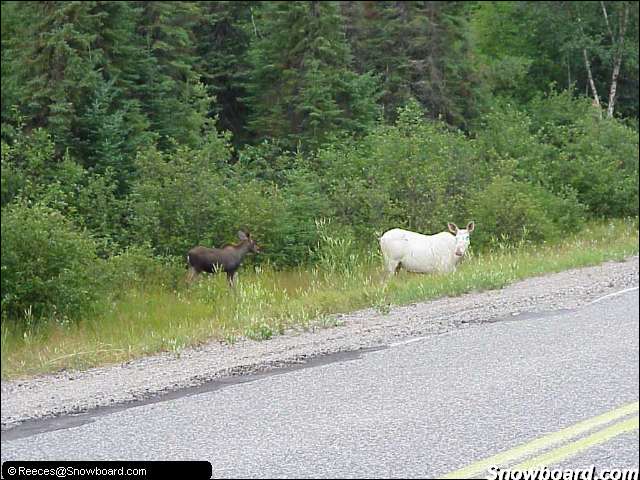 albino moose.jpg