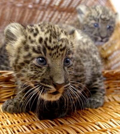 asian leopards.jpg