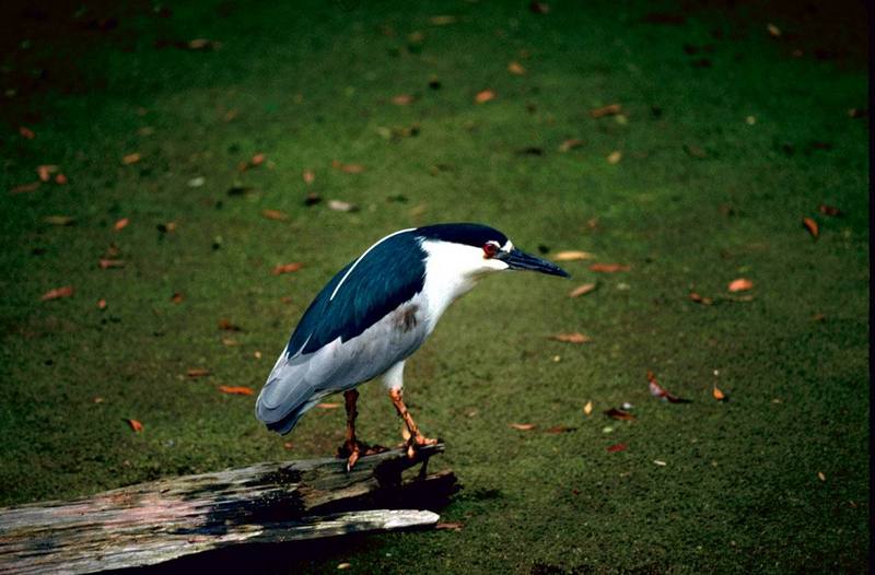 Black-crowned Night-Heron.jpg