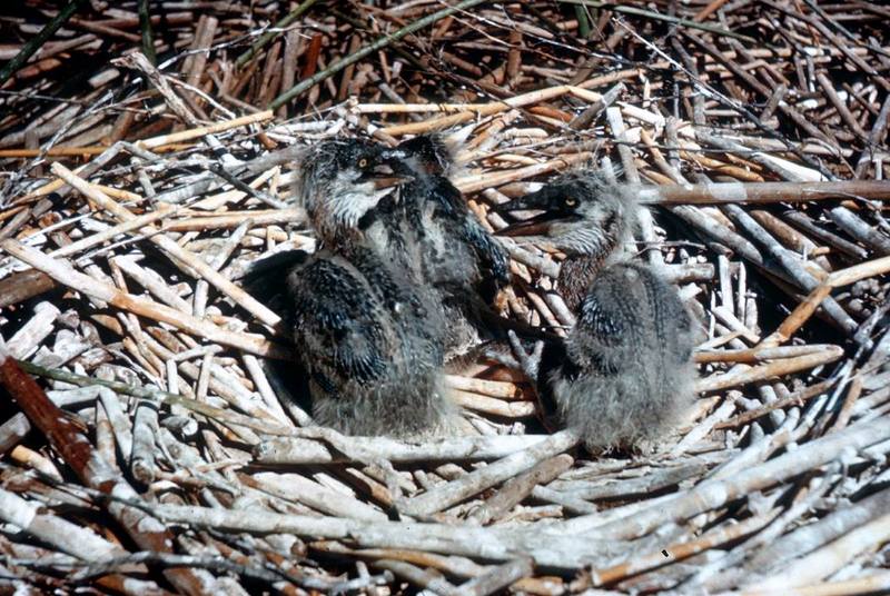 Great Blue Heron Chicks in Nest.jpg