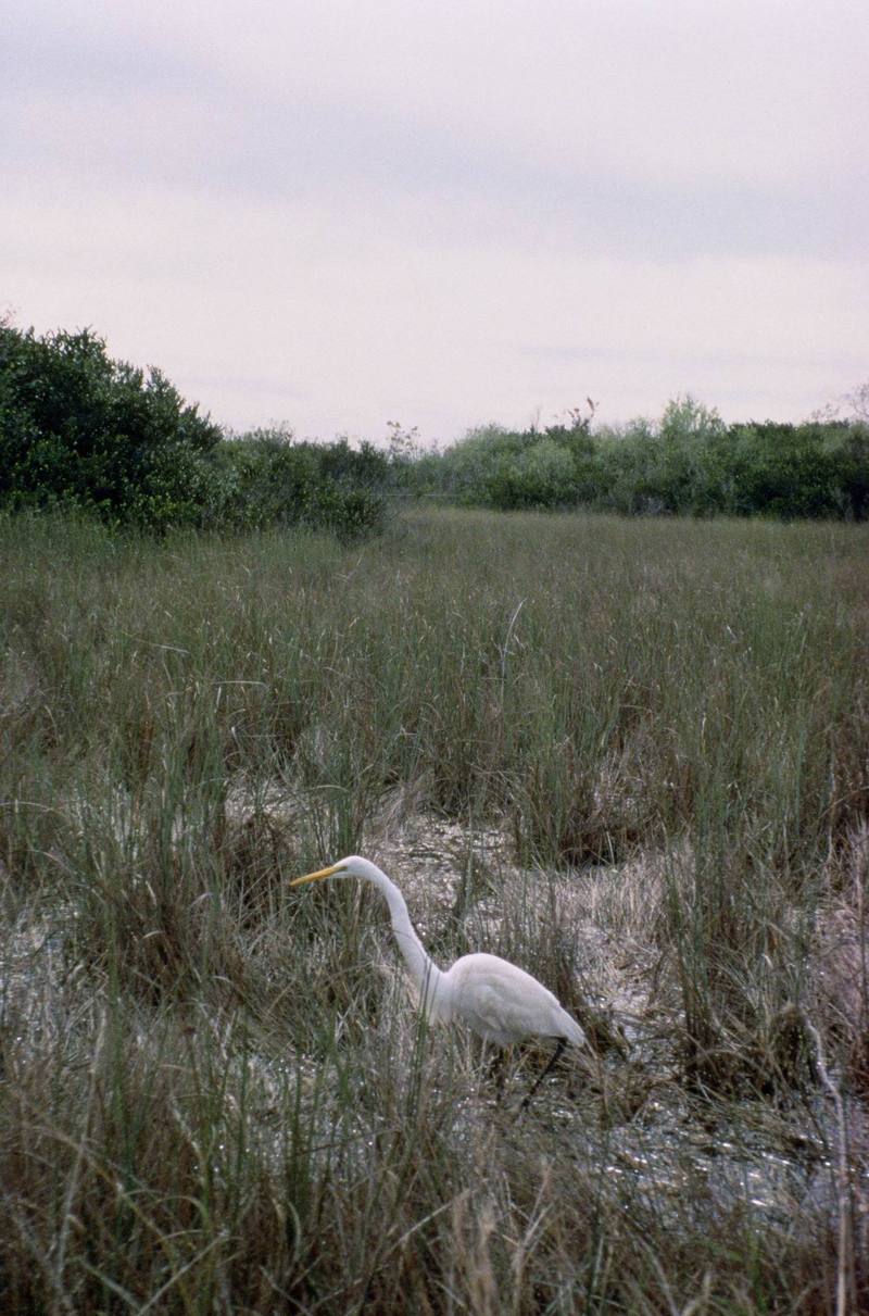 WO697 - Everglades National Park Great White Egret.jpg