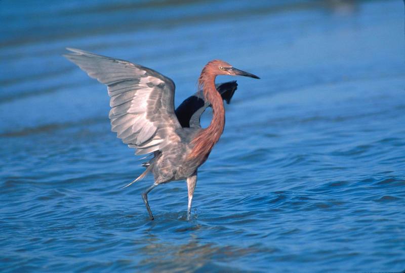Reddish Egret Photo.jpg