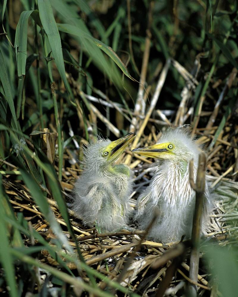 Snowy Egret chicks at Delta NWR, Louisiana.jpg