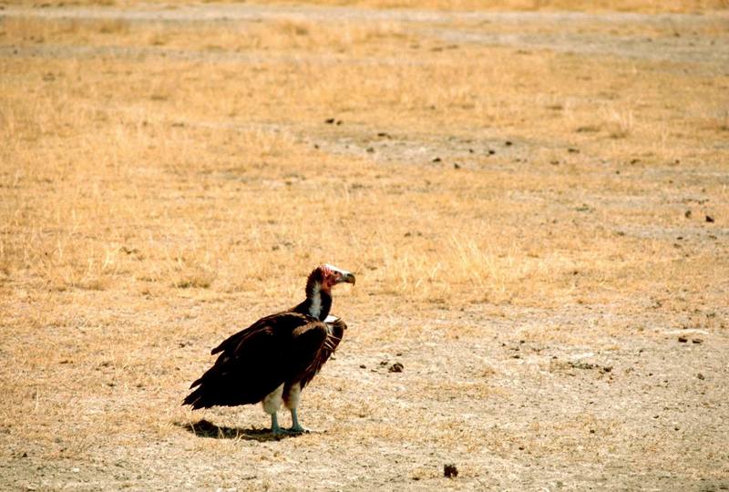 Nubian Vulture.jpg