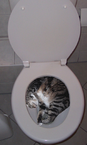 toiletbowl cat.jpg