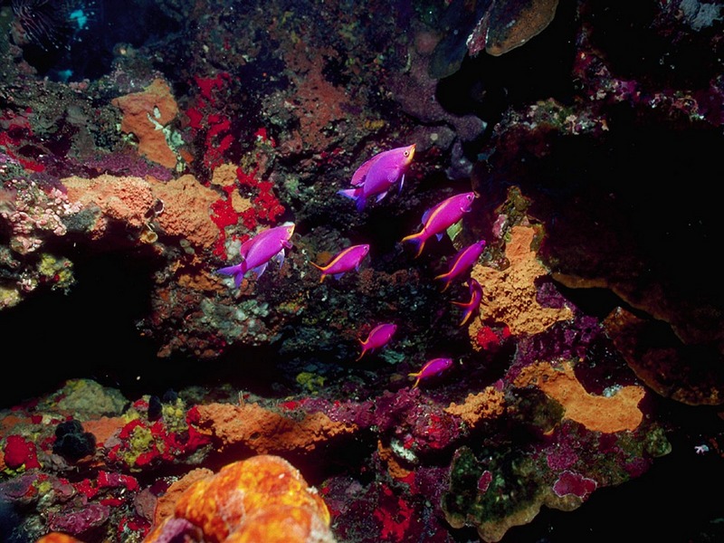 ST-CFSH001@Purple Anthias & Reef.jpg