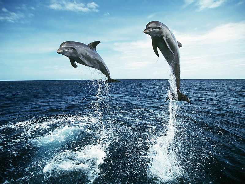 ST-DOWH001@Bottlenosed Dolphins Jumping.jpg