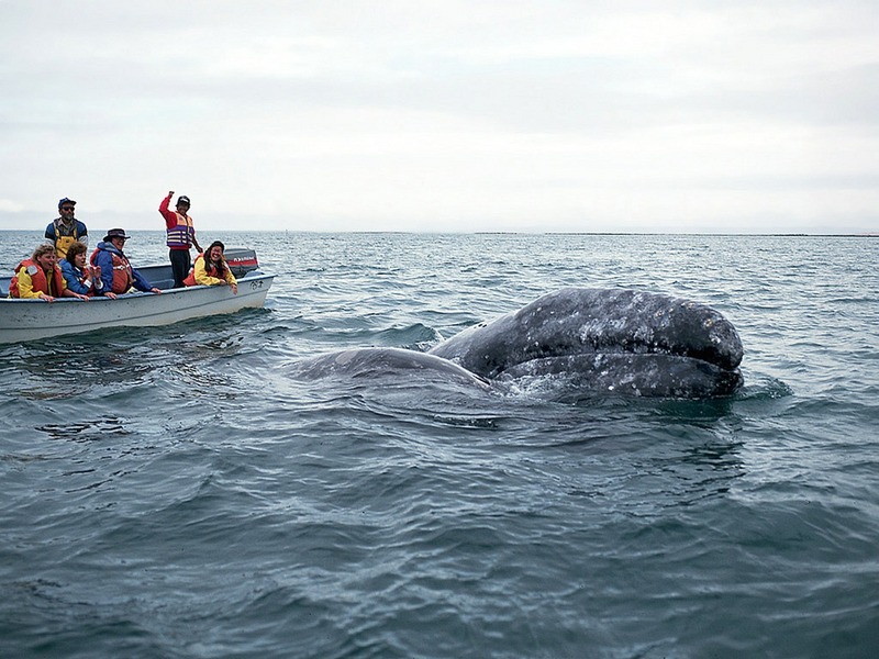 ST-DOWH001@Whale Watchers & Gray Whale.jpg