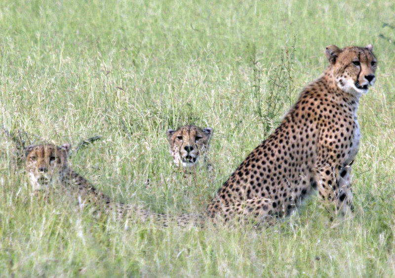 3 cheetah 03b.jpg