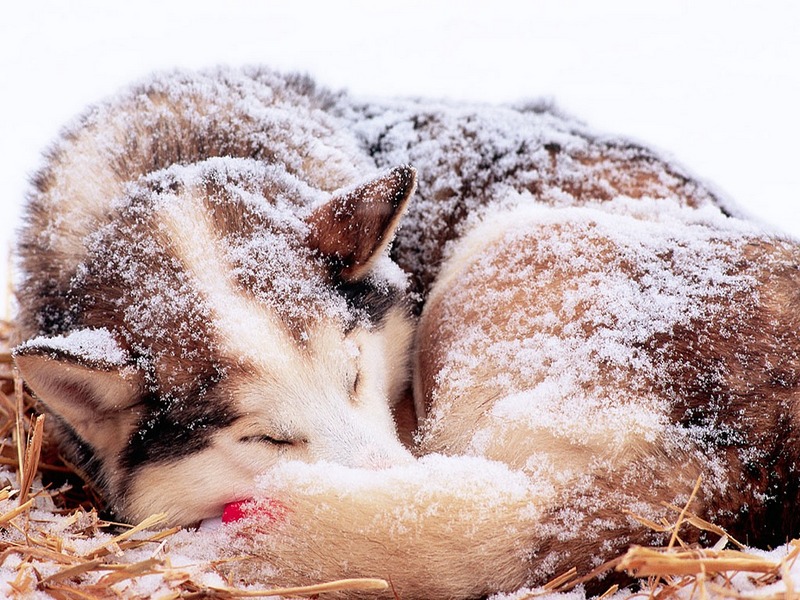 ST-SNOW001@Sled Dog Sleeping.jpg