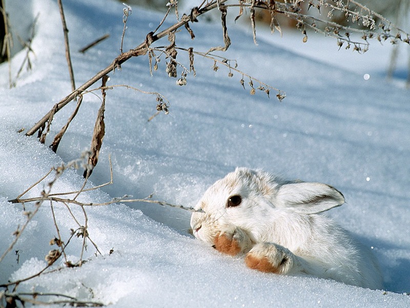 ST-SNOW001@Snowshoe Rabbit.jpg