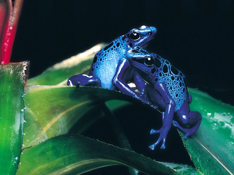 ST-CREA001@Blue Poison Dart Frogs.jpg