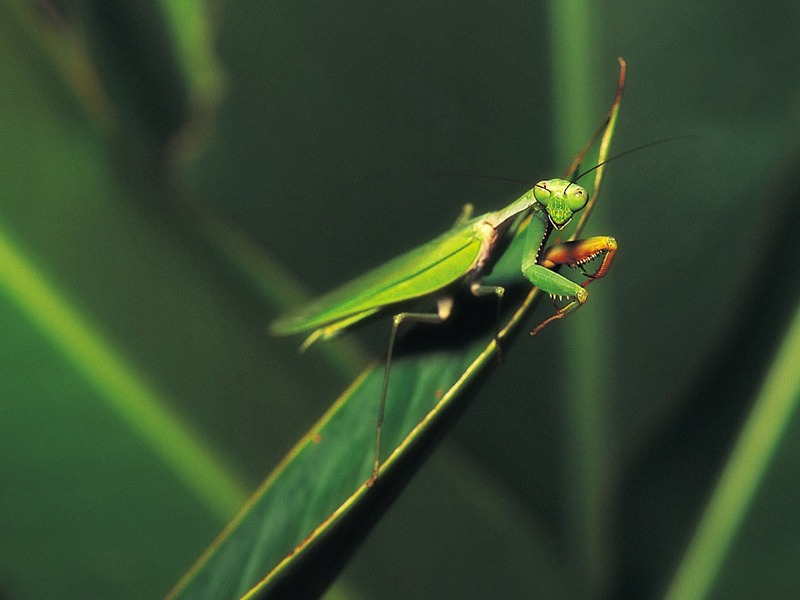ST-CREA001@Green Praying Mantis.jpg