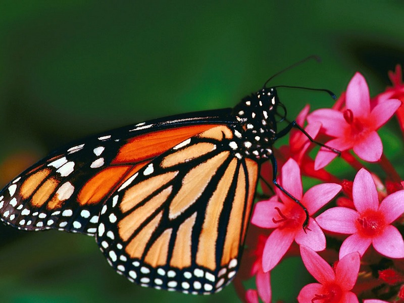 ST-CREA001@Monarch Butterfly.jpg