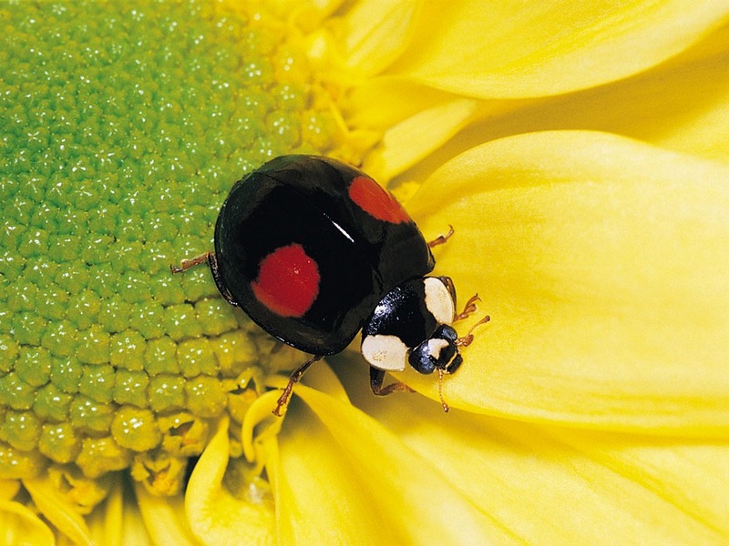 ST-CREA001@Two-spotted Ladybird Beetle.jpg