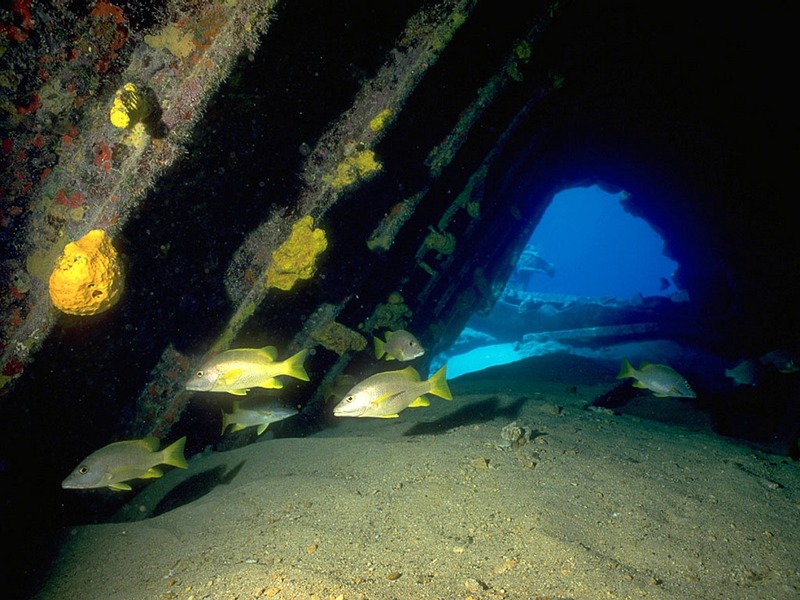 ST-SHPW001@Balboa Wreck in Grand Cayman.jpg