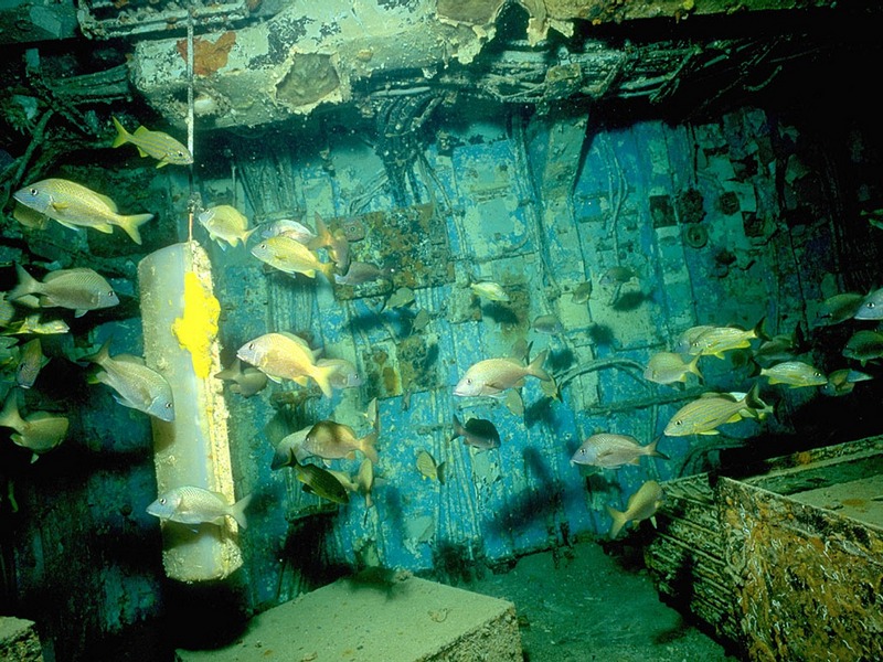 ST-SHPW001@Fish inside Wrecked Ship.jpg