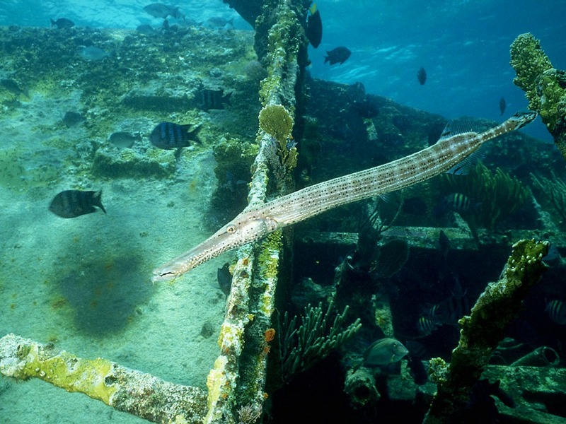 ST-SHPW001@Shipwreck in Coral Reef.jpg