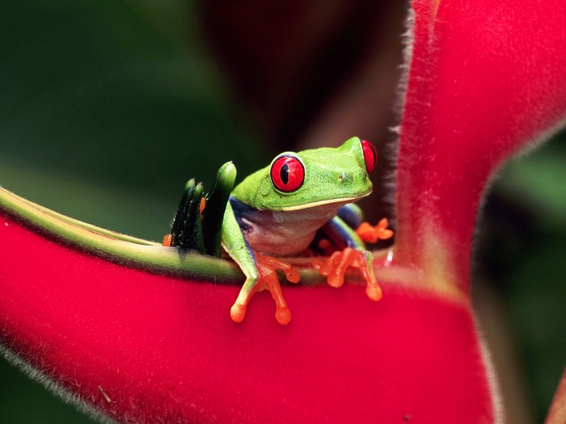 ST-RAIN001@Red-eyed Tree Frog.jpg