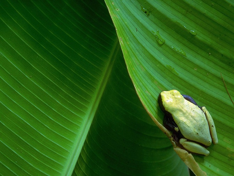 ST-RAIN001@Tree Frog on Leaf.jpg