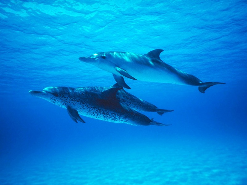 ST-SHRK001@Atlantic Spotted Dolphins.jpg