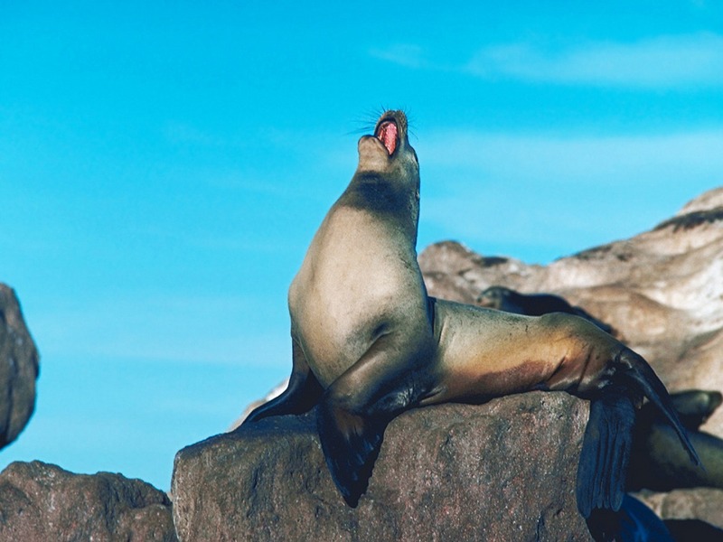 ST-SHRK001@California Sea Lion.jpg