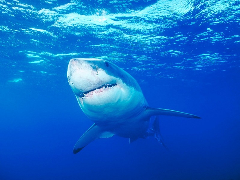 ST-SHRK001@Great White Shark.jpg