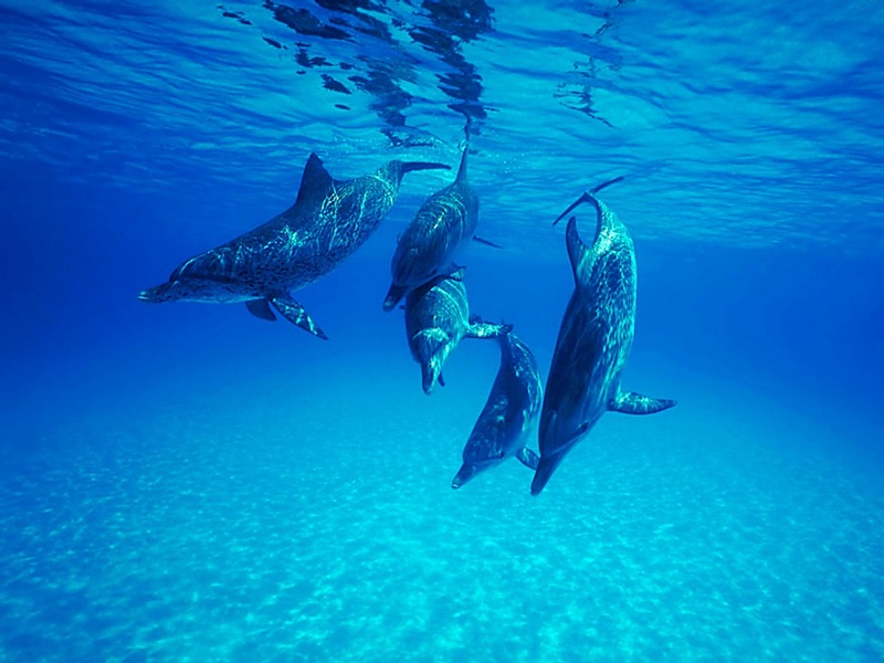 ST-SHRK002@Atlantic Spotted Dolphins.jpg