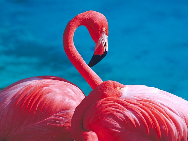 ST-WBRD001@Flamingos.jpg