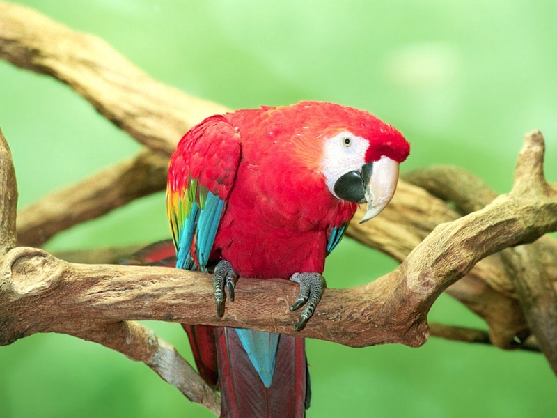 ST-WBRD001@Scarlet Macaw.jpg