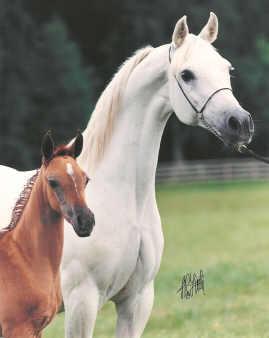 arab mare and foal.jpg