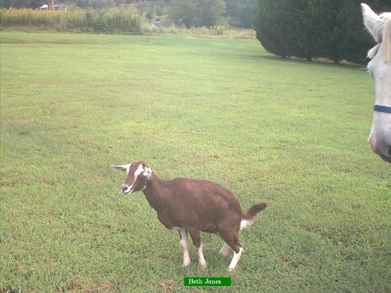 1gottagogoat.JPG