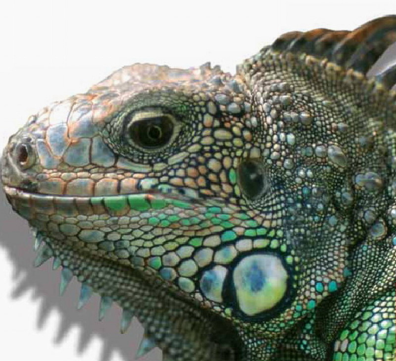 dragon.jpg